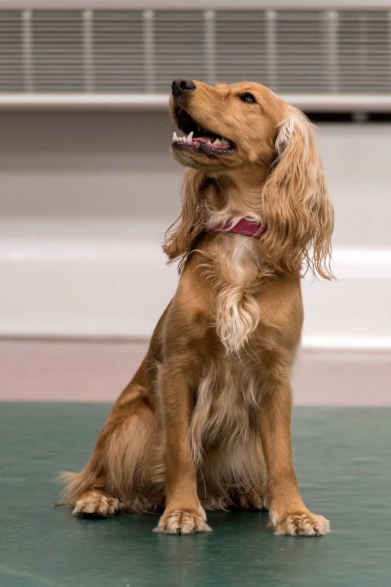 KC Good Citizen Dog Scheme Central Essex Dog Training Society